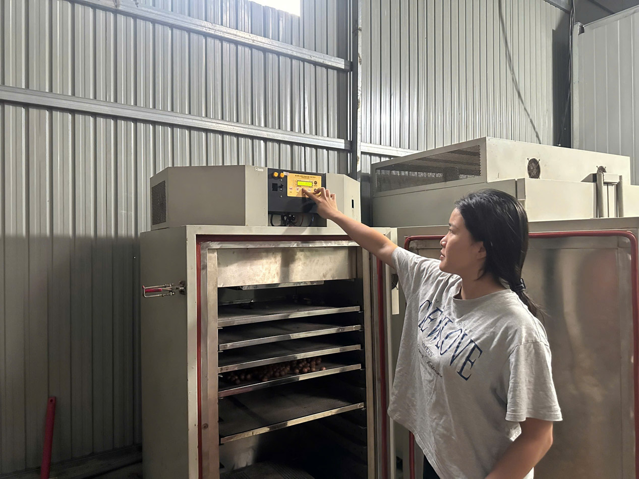 cách rang hạt macca nguyên vỏ bằng máy sấy công nghiệp 